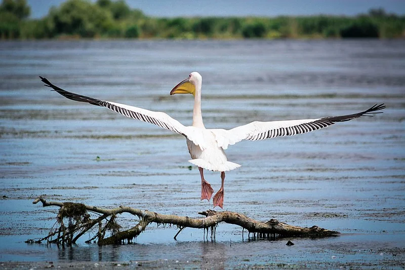 Bird watching
